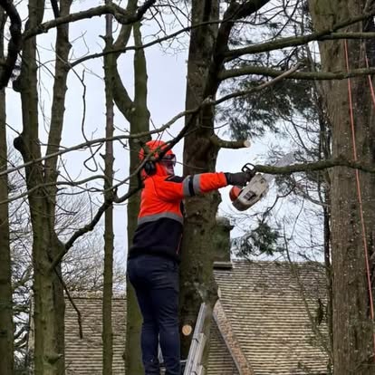 Professional tree surgeon working safely with chainsaw