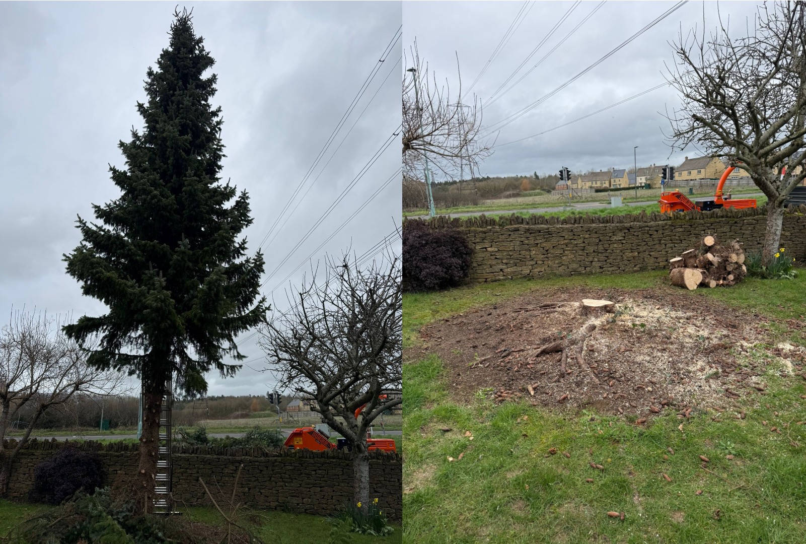 Before and after tree removal project