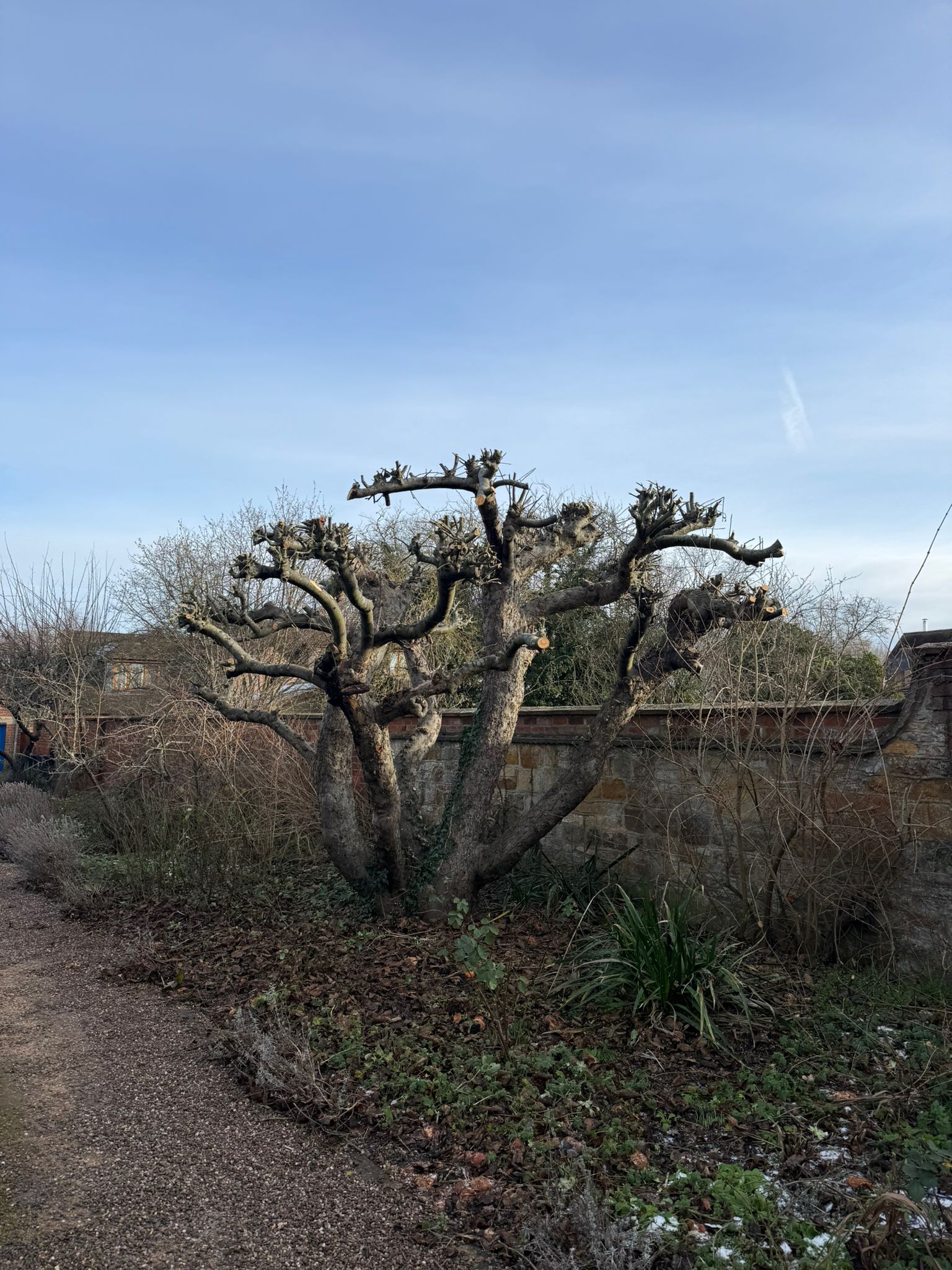 Crown reduction on mature trees