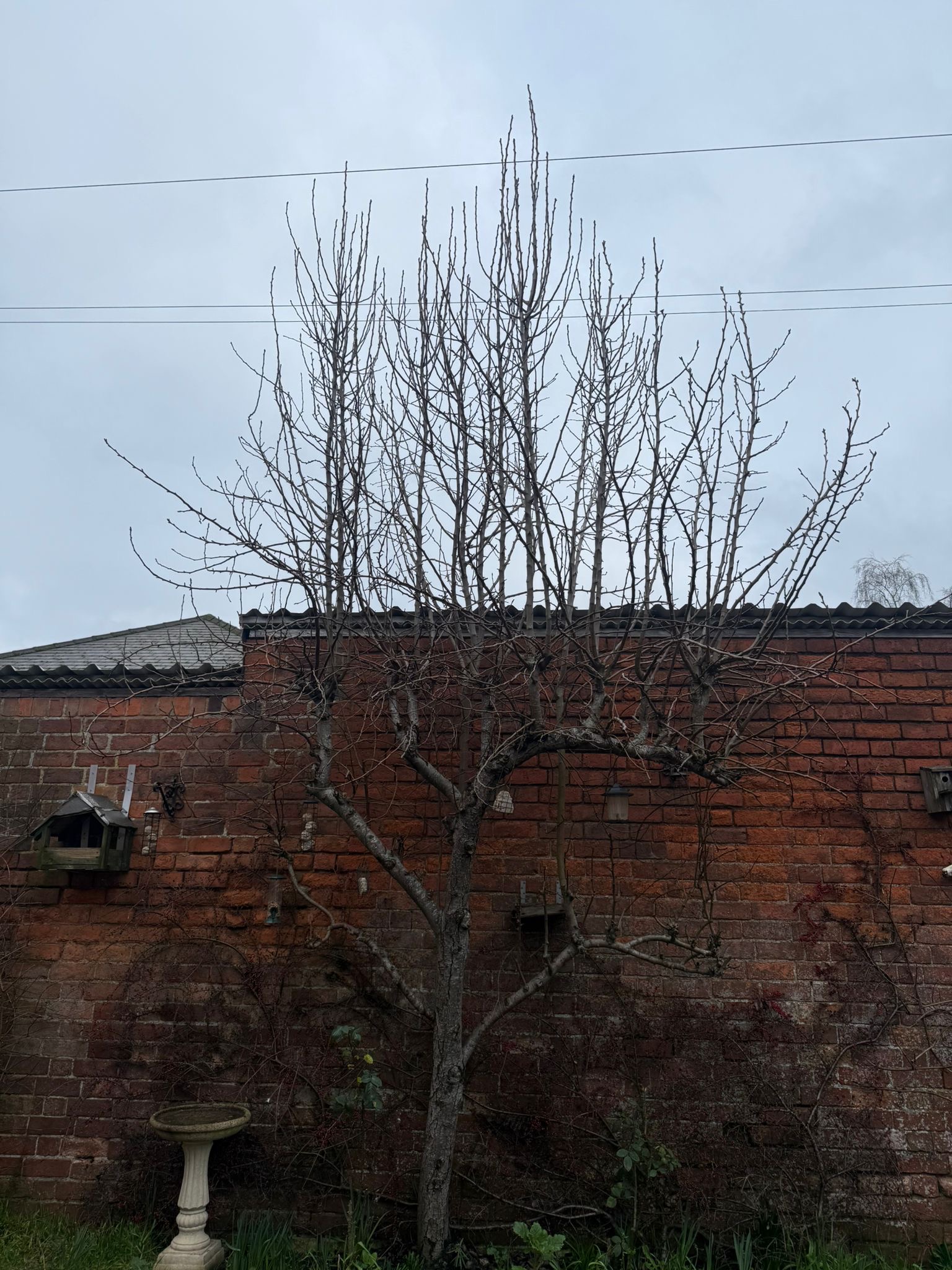 Alpines tree surgery project photo