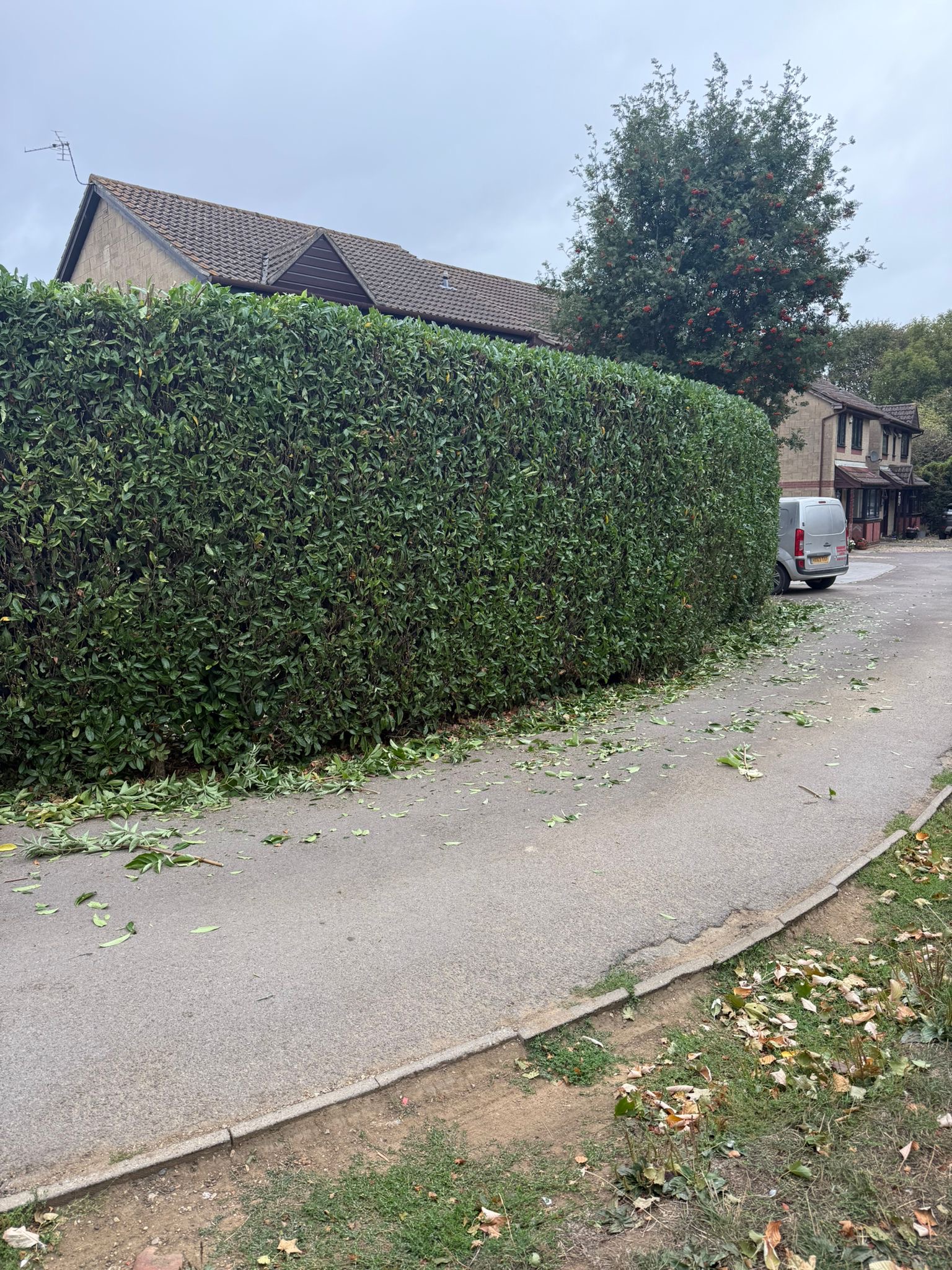 Alpines tree surgery project photo