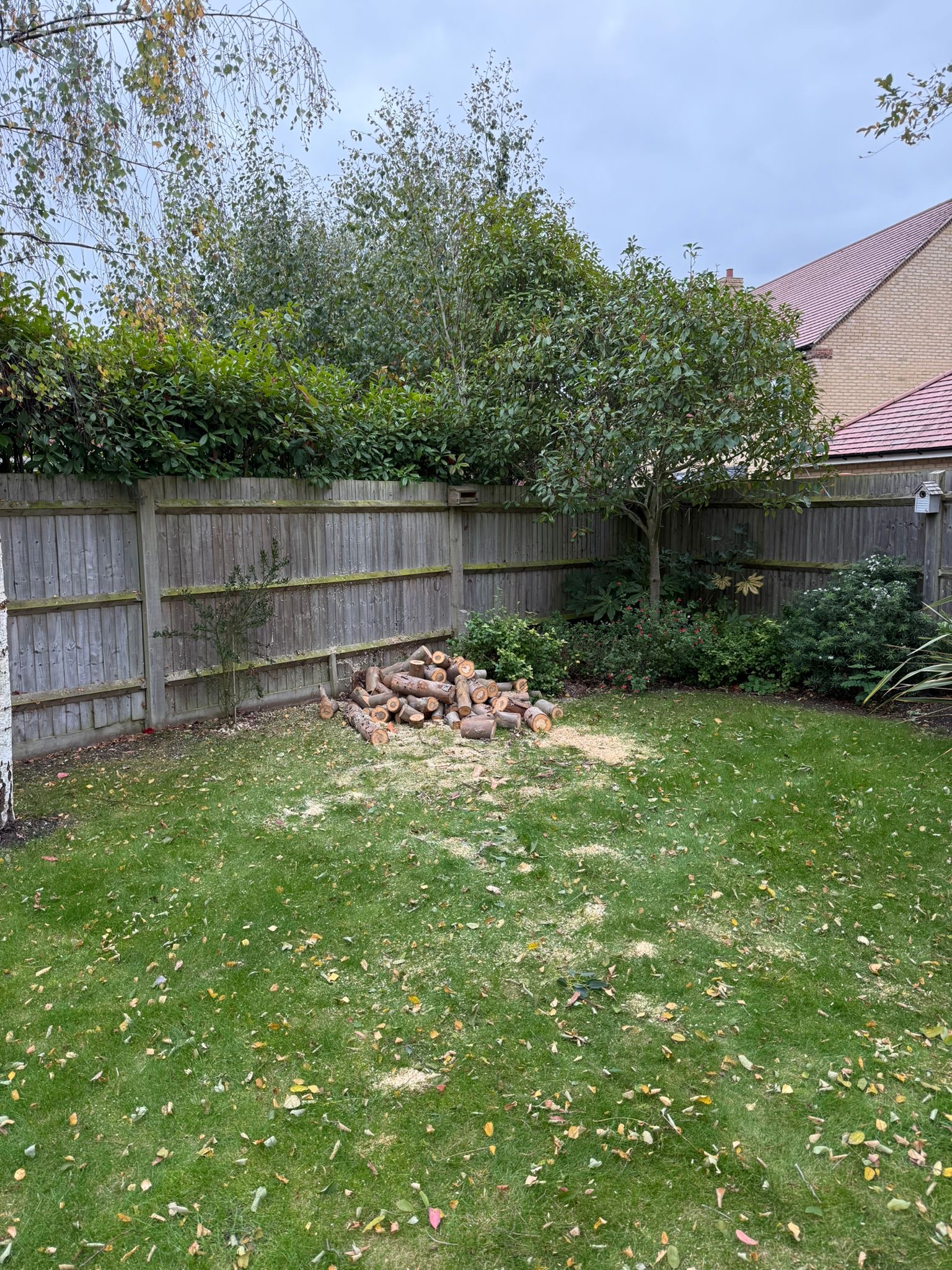 Alpines tree surgery project photo