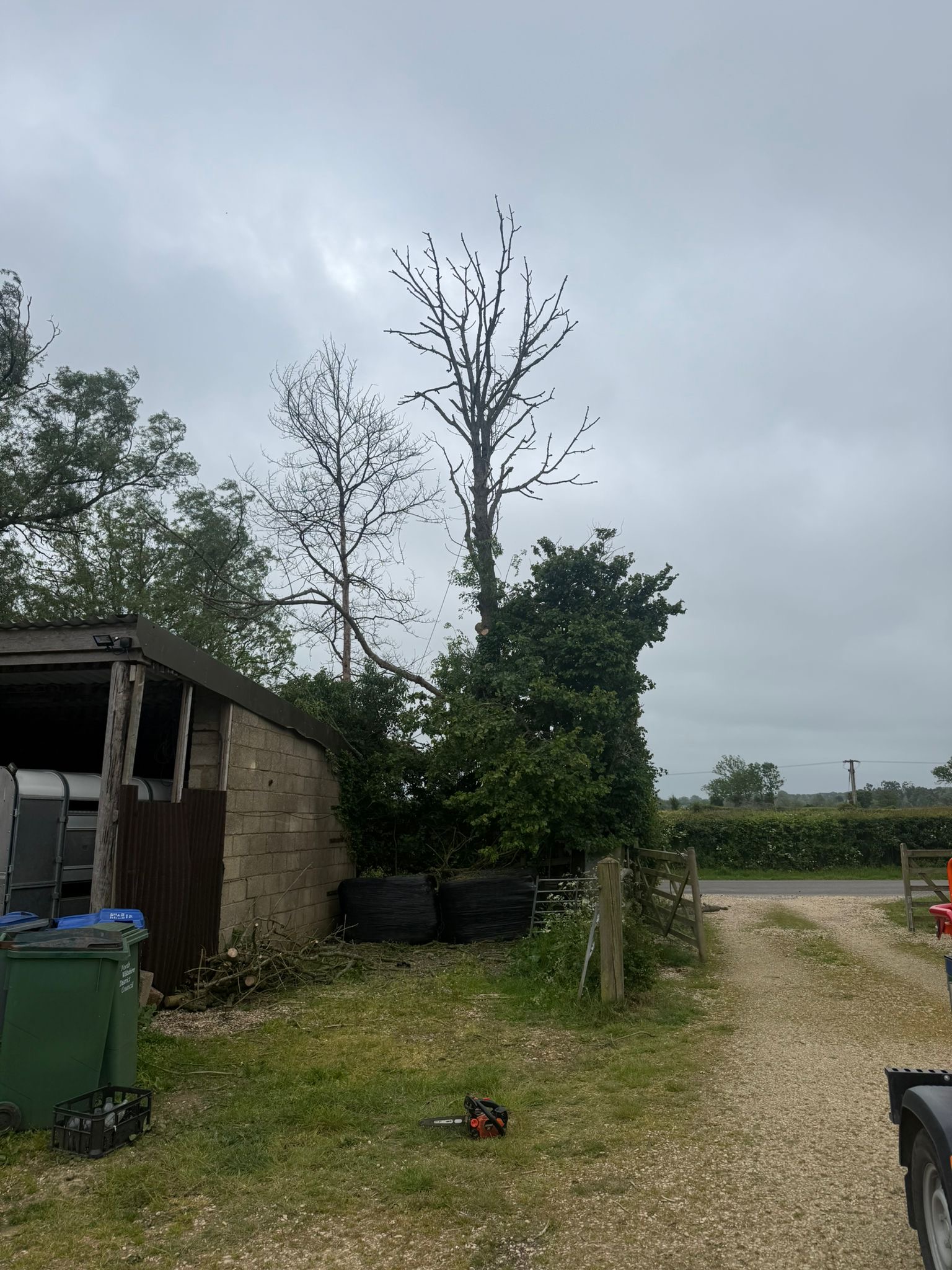 Alpines tree surgery project photo