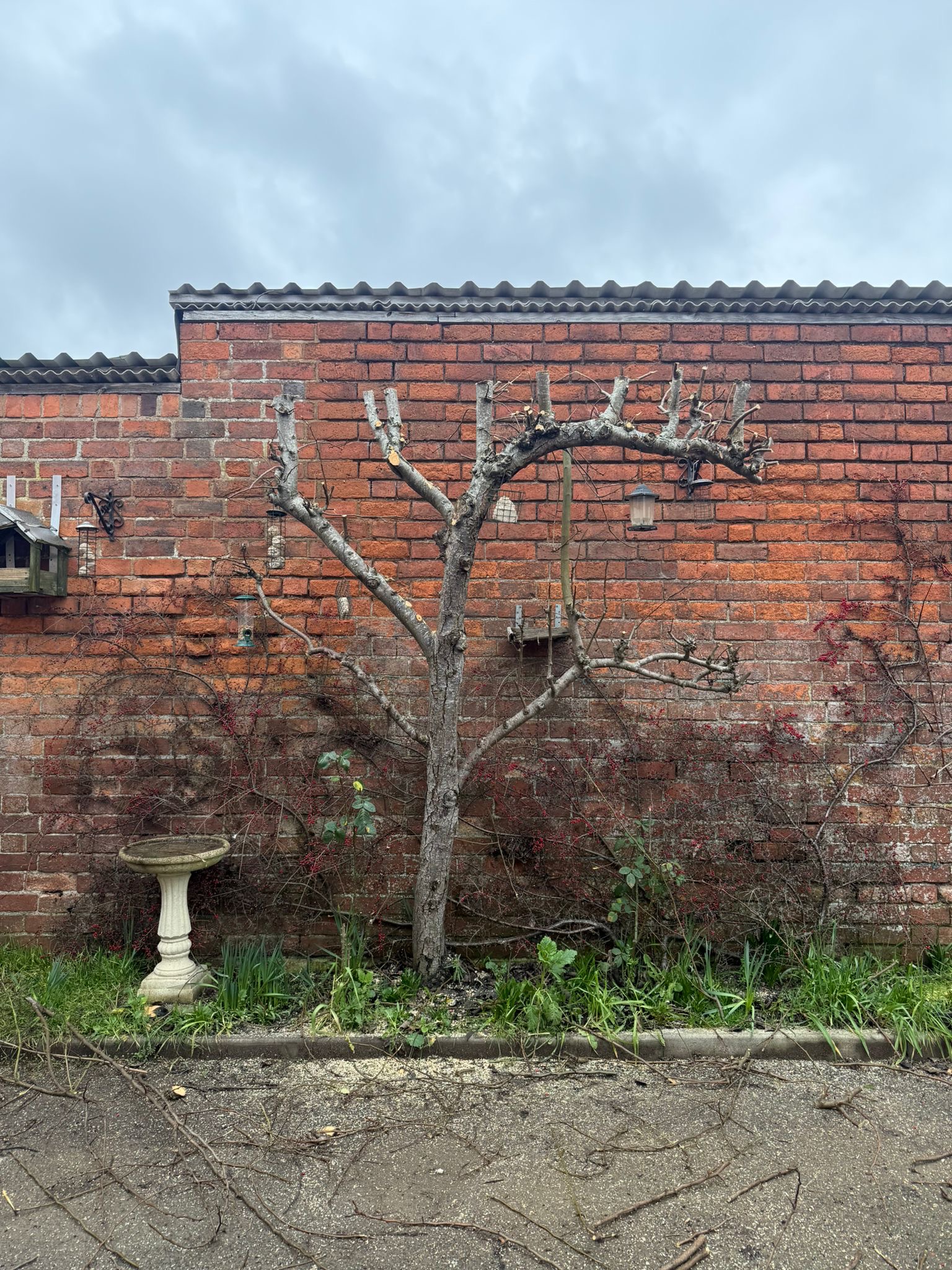 Alpines tree surgery project photo