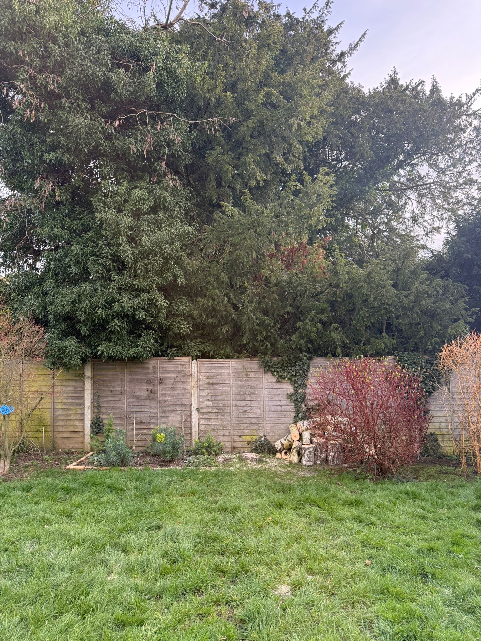 Alpines tree surgery project photo